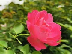 -香蜜公园