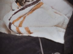 -安安宠医·臻爱宠物医院·宠保定点(营门口路分院)