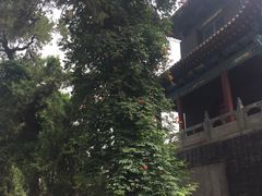 -关林