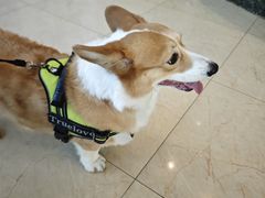 -瑞派申生动物医院·24H夜诊·国际动物医疗中心·骨外科(吴中路店)