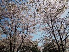 -径山花海