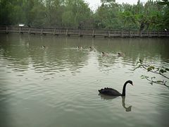 -溱湖国家湿地公园