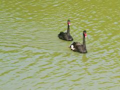 -广州白江湖森林公园