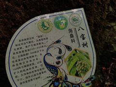 -西双版纳原始森林公园