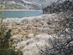 -广州市流溪河国家森林公园
