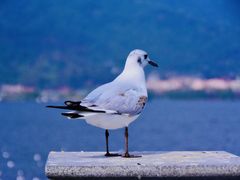 -海埂大坝