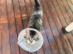 -萌兽医馆·犬猫专科·眼科中心·宠物医院(朝阳门分院)