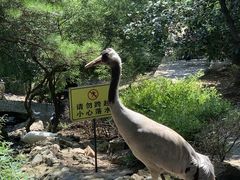 -燕塞湖鸟语林景区