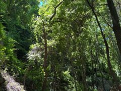 -大岭沟猕猴桃谷风景区