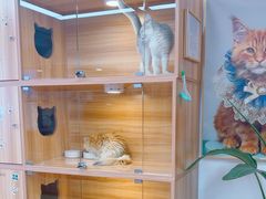 -猫十亿·布偶金渐层·曼基康矮脚猫舍(青年路店)