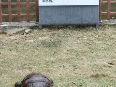 -广东惠东海龟国家级自然保护区