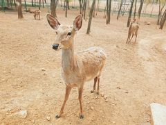 -大连铭湖国际观光牧场