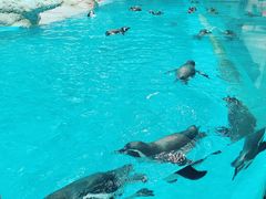 -帝企鹅自助餐厅•儿童岛•真企鹅(长隆企鹅酒店)