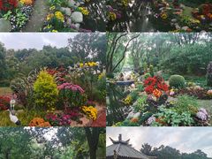 -上海共青森林公园