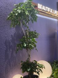 点击看大图 -花隐·美芙炫海菲秀皮肤管理中心