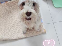 -多乐狗狗宠物训练工作室