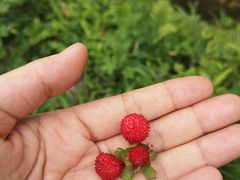 -罗家巷子休闲庄自助碳烤