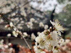 -香雪海