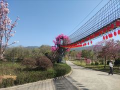 -天适樱花悠乐园