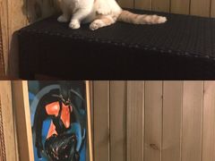 -猫色咖啡·猫咖