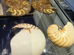 -青岛贝壳博物馆