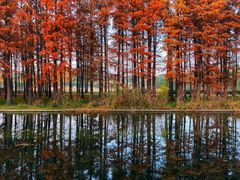 -上海共青森林公园