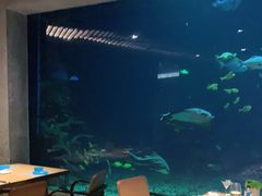 -海棠湾洲际-涛·海底餐厅·美人鱼·自助餐·海底隧道