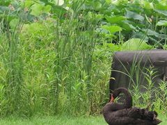 -长春市南湖公园