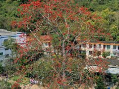 -海南霸王岭国家森林公园