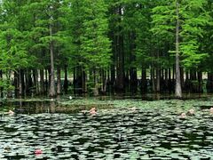 -白鹭湾湿地公园