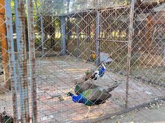 -长白岛森林公园