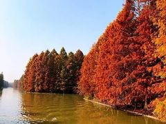 -上海海湾国家森林公园