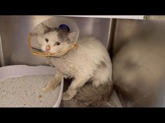 -萌兽医馆·犬猫专科·眼科中心·宠物医院(朝阳门分院)