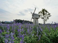 -北京东方普罗旺斯薰衣草庄园