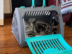 -瑞派天宁宠物医院·猫科·异宠中心