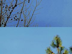 -大宁公园