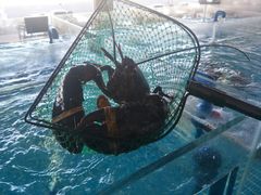 -必点蒸汽海鲜(止锚湾店)