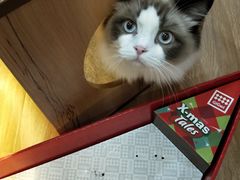 -滚猫咖啡·猫咖·猫友好撸猫(未来城店)