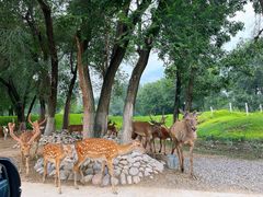 -北京野生动物园