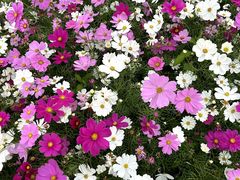 -海珠湖公园