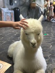 -Zoolung Zoolung动物主题公园(海信广场店)