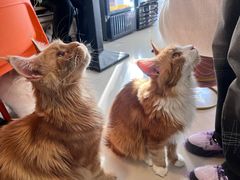 -平行世界·猫咖(首经贸店)
