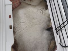 -嘉馨宠物医院·CT影像转诊·心脏科·犬猫全科诊疗中心(下沙大学城院区)