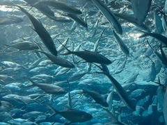 -上海海洋水族馆