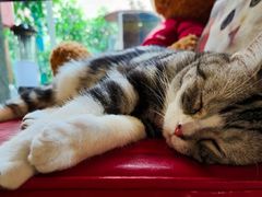 -咖法森林·咖啡  酒吧(天河店)