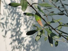 -梵几(东信·和创园店)