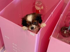 -翊宠yipet猫狗购宠庄园犬舍•猫舍