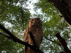 -广州长隆飞鸟乐园