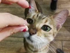 -more than meow吴止猫主题餐厅(承德 中船汇店)