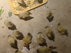-绿色星球动物主题公园